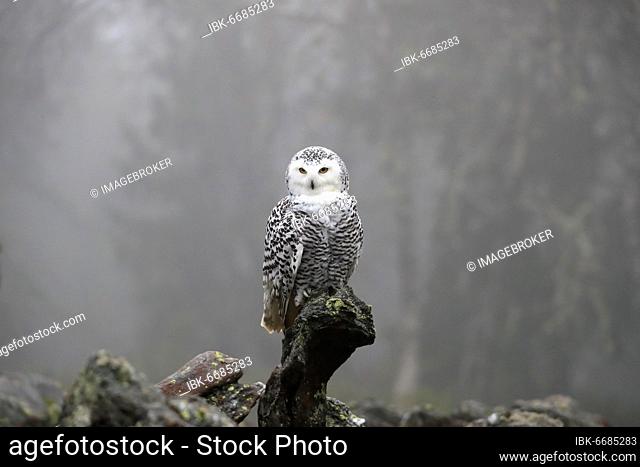 Snowy owl (Nyctea scandiaca), adult, alert, on tree trunk, in autumn, Bohemian Forest, Czech Republic, Europe