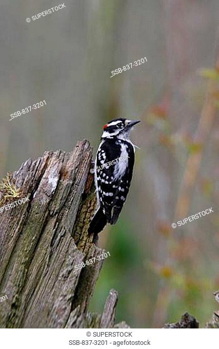 Rear view of a male Downy Woodpecker perching on a tree stump Picoides pubescens