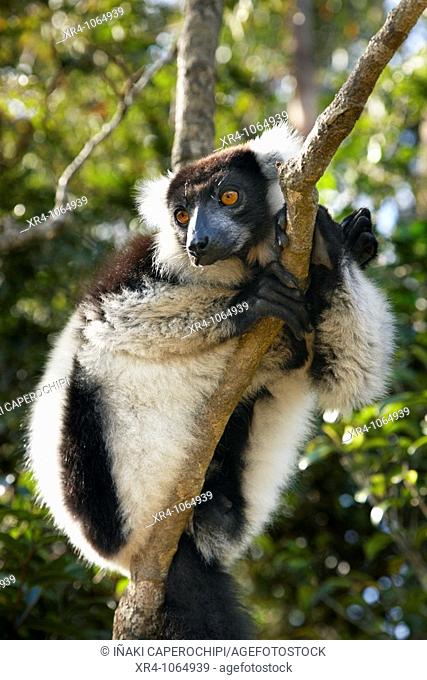 Black-and-white Ruffed Lemur (Varecia variegata variegata), Lemur's Island, Andasibe, Toamasina, Madagascar