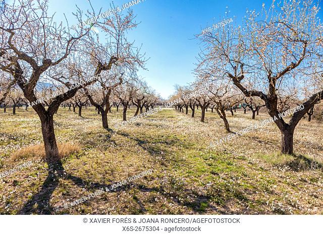 Almond trees, Valley of Ager at Serra del Montsec, La Noguera, Lleida, Spain