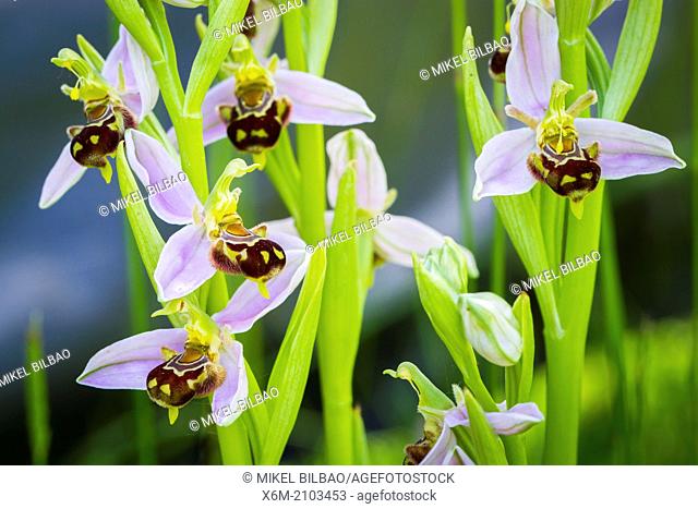 Bee orchid flowers (Ophrys apifera). Aldeacueva. Carranza valley. Biscay, Basque Country, Spain