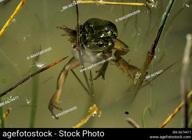 European tree frog (Hyla arborea) pair in amplexus in water, Thuringia, Germany, Europe