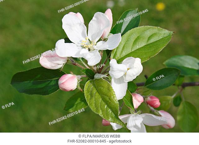 John Downie Crabapple Malus sp John Downie, close-up of flowers, flowerbuds and leaves, in garden, Suffolk, England, april