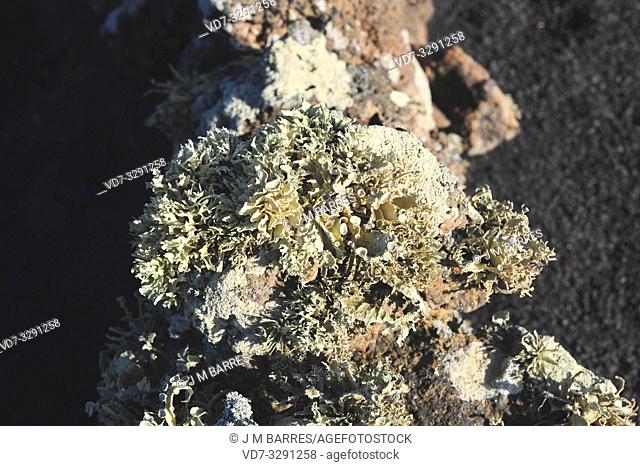 Ramalina canariensis is a fruticulose lichen. This photo was taken in Lanzarote Island, Canary Islands, Spain