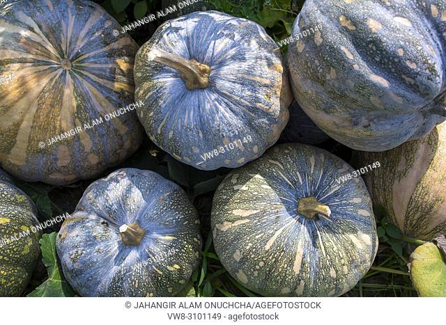 The Arial Beel (water body) of Munshiganj is famous for producing special kind of big-sized of sweet pumpkins; the local growers are making a huge profit