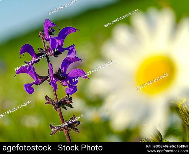 26 May 2020, Brandenburg, Sieversdorf: Meadow sage (Salvia pratensis) blooms in a meadow. Photo: Patrick Pleul/dpa-Zentralbild/ZB