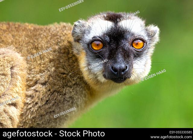 A Portrait of a brown maki, a close up of a funny lemur