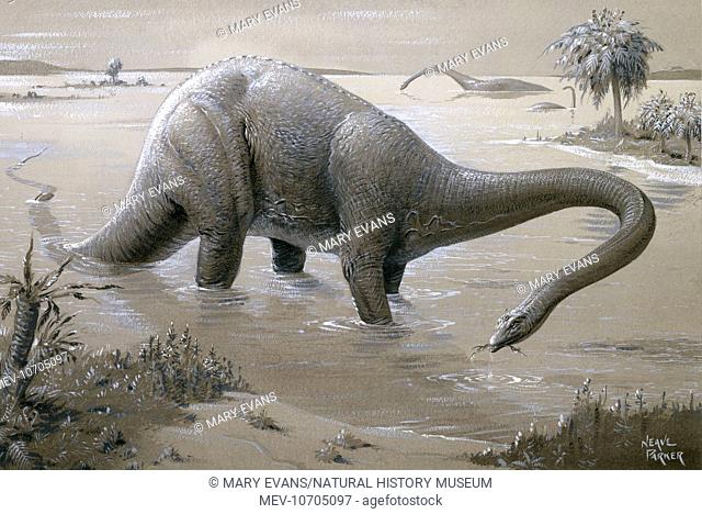 Weighing around 20 tonnes & reaching up to 26 metres in length Diplodocus is one of the longest-known dinosaurs.  It lived 155 to 145 million years ago during...