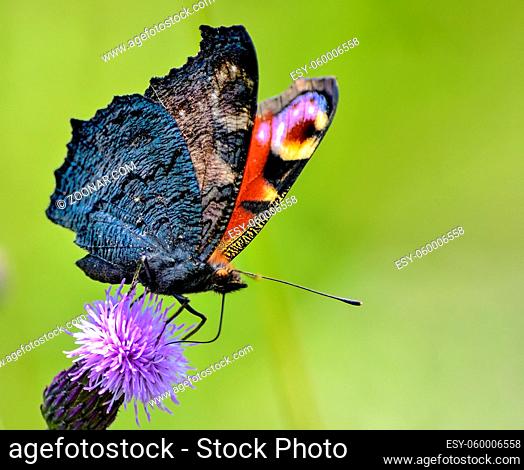 Macro view to underwing of a Peacock butterfly (Aglais io) with folded wings feeding nektar on flowering melliferous plant Creeping Thistle (Cirsium arvense)...