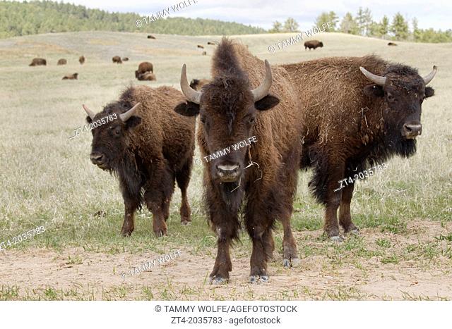 American Bison (Bison bison), Custer State Park