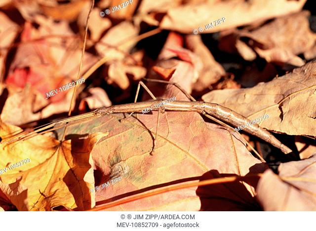 STICK INSECT - ON DEAD LEAVES. Hamden Connecticut, USA. Fam: Phasmatidae(Walking Stick)