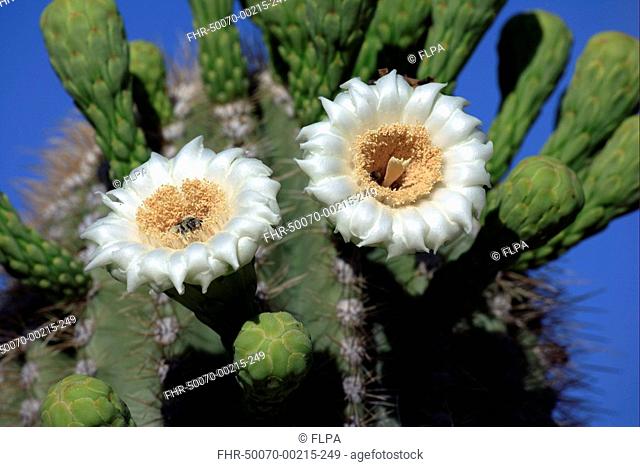 Saguaro Cactus Cereus giganteus flowering, bees gathering pollen, Sonora Desert, Arizona, U S A