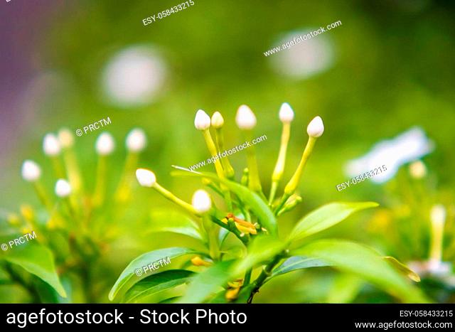 Gardenia Cape Jasmine Gardenia jasminoides. White flower with green leaves