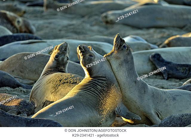 Northern elephant seal (Mirounga angustirostris) Confrontation between females in a breeding rookery, San Simeon, Piedras Blancas Rookery, California, USA