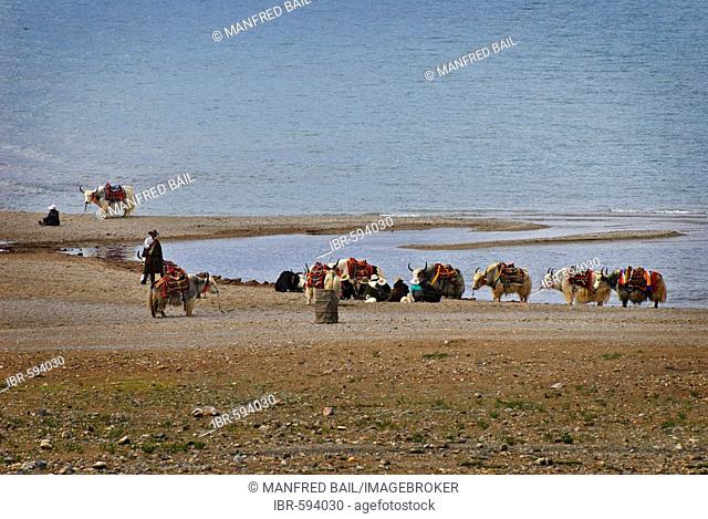 Tibetians waiting for tourists with saddled yaks, Nam-Tsho-Lake, Tibet