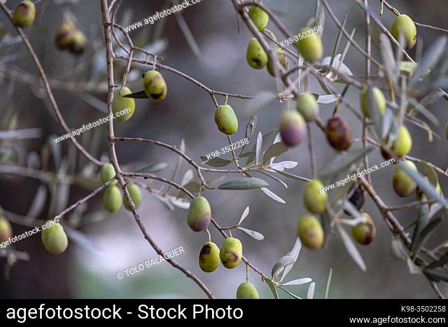 olives from . Son Marroig, municipal district of Deyá, Mallorca, Balearic Islands, Spain