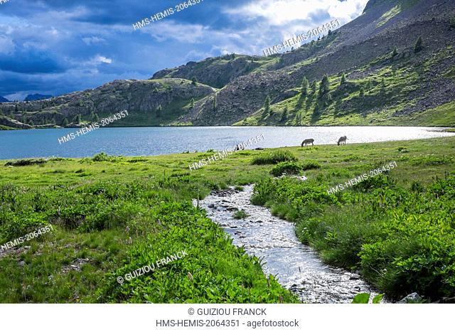 France, Alpes-Maritimes, Mercantour National Park, the lakes of Vens (alt : 2366m)