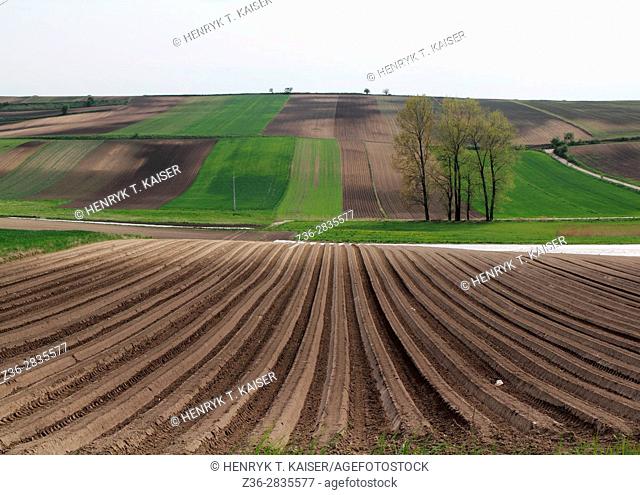 Field in Lesser Poland near Slomniki