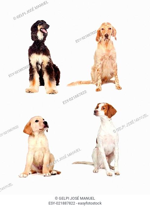 Four dogs of different races sitting