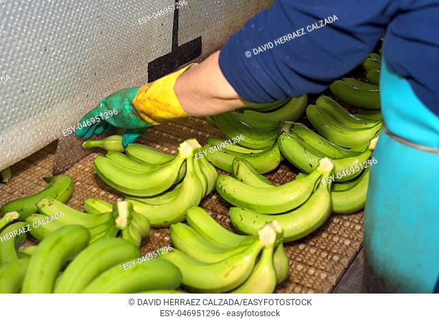 close up of a man cutting the green banana branches at banana farm