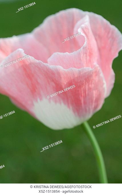 The delicate pink and white petals of an annual Poppy