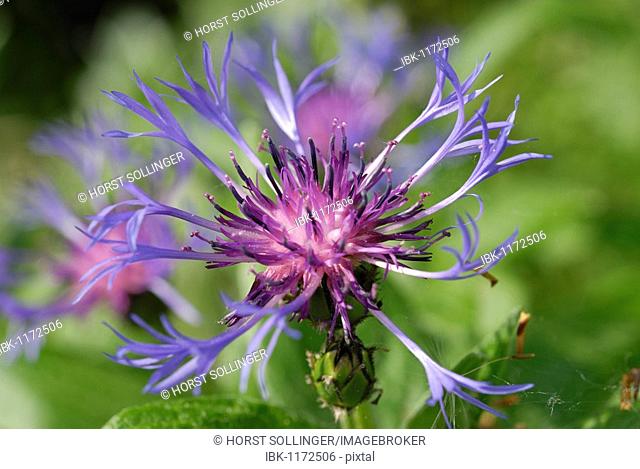 Blue flower of Perennial Cornflower, Mountain Cornflower, Montane Knapweed or Mountain Bluet (Centaurea montana)