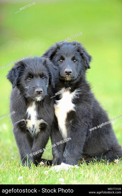 Two mongrel puppies sitting in grass