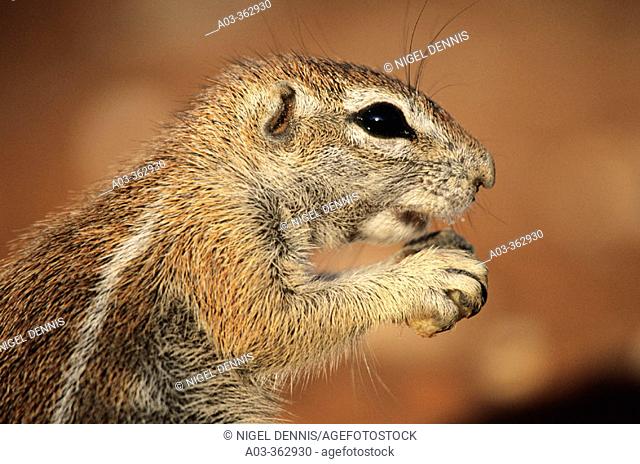 Ground Squirrel (Xerus inaurus). Kgalagadi Transfrontier Park, Kalahari. South Africa