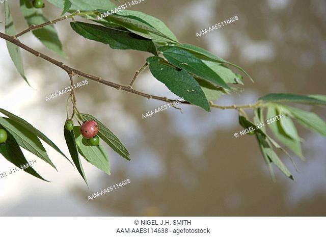 Yumanasa (Muntingia calabura) tree in fruit. In the Peruvian Amazon, people gather the fruits of yumanasa in second growth forests on floodplains to eat them...