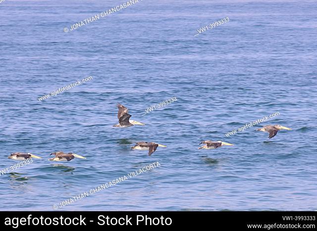 Peruvian Pelican (Pelecanus thagus), group of pelicans flying over the sea