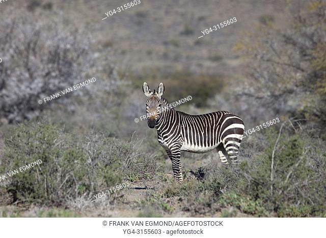 Cape Mountain Zebra, Karoo National Park, South Africa