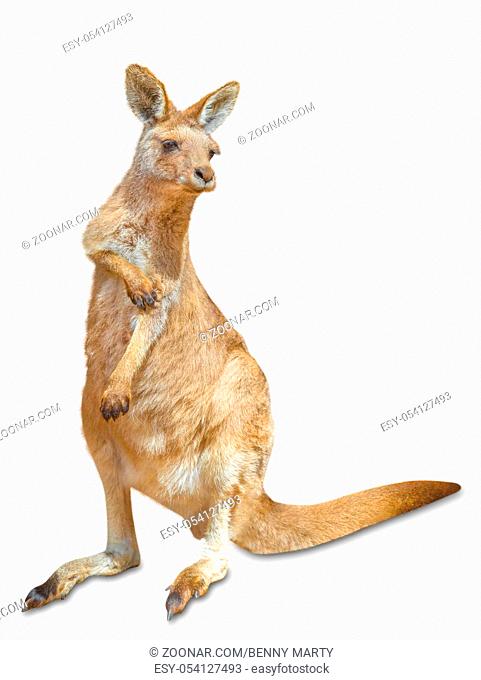 Red australian kangaroo, Macropus rufus, you scratch a paw, isolated on white background