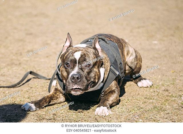 Dog American Staffordshire Terrier On Training Outdoor