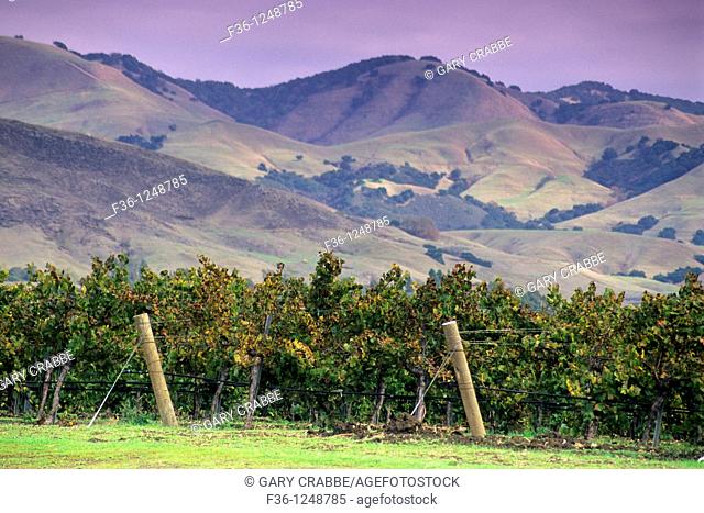 Vineyards at Baileyana Winery, Edna Valley, near San Luis Obispo, San Luis Obispo County, California