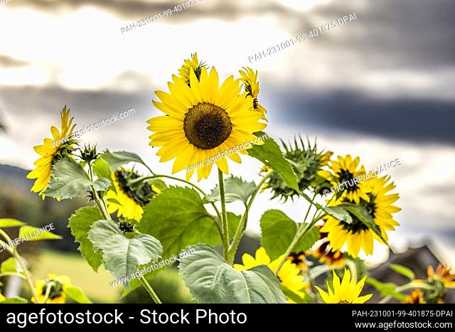 01 October 2023, North Rhine-Westphalia, Bad Salzuflen: Sunflowers bloom on a field against cloudy sky. Photo: Christoph Reichwein/dpa