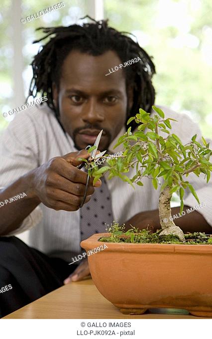 Businessman taking time out to carefully prune his bonsai tree, Cape Town, Western Cape Province, South Africa