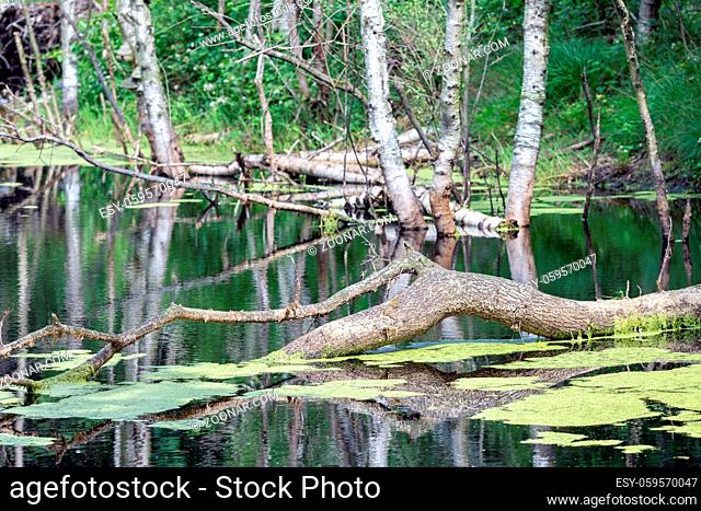 Dutch national park with swamp and fallen tree in the water