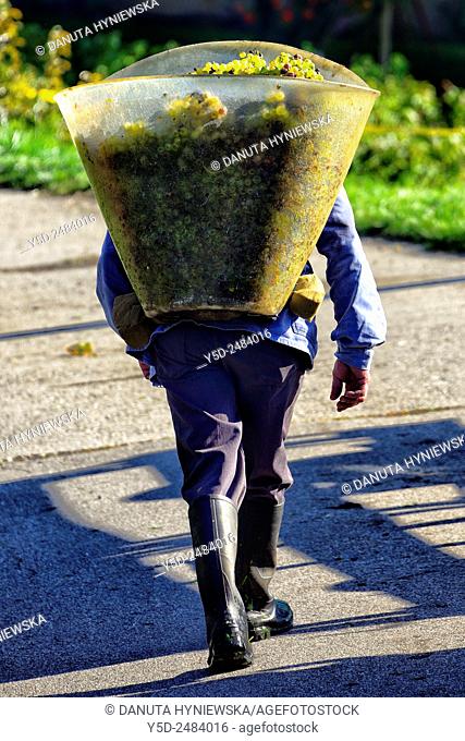 Europe, Switzerland, Canton Vaud, La Côte region , District Morges, Aubonne, man carrying big container full of grapes on his back, harvest time
