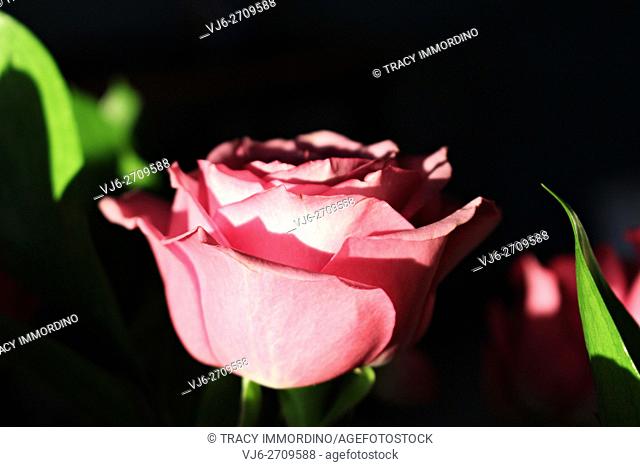 Close up of a single pink rose in full bloom from the side with a black background