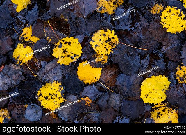 Leaves of aspen (Populus tremula), autumnal coloration in yellow and brown, Pfälzerwald Nature Park, Pfälzerwald-Nordvogesen Biosphere Reserve, Germany