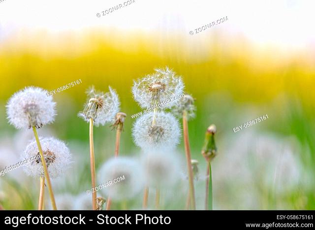 Beautiful dandelion flower with shallow focus in springtime, natural spring background. Blooming meadow