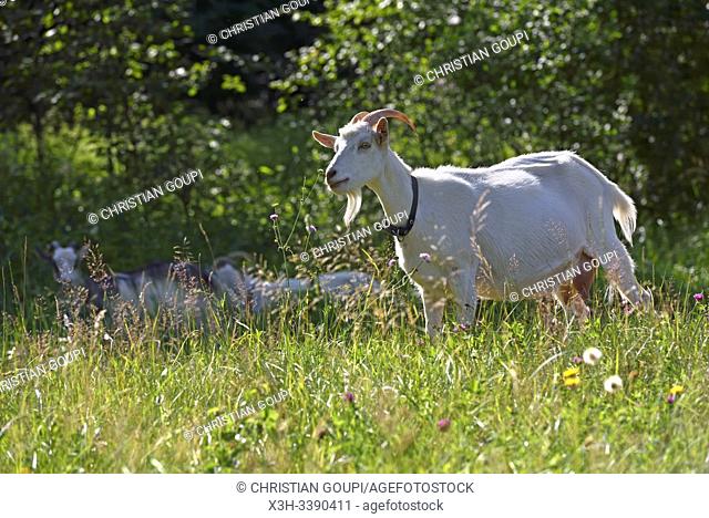 domestic goat on the homestead of Miskiniskes rural accommodations, Aukstaitija National Park, Lithuania, Europe