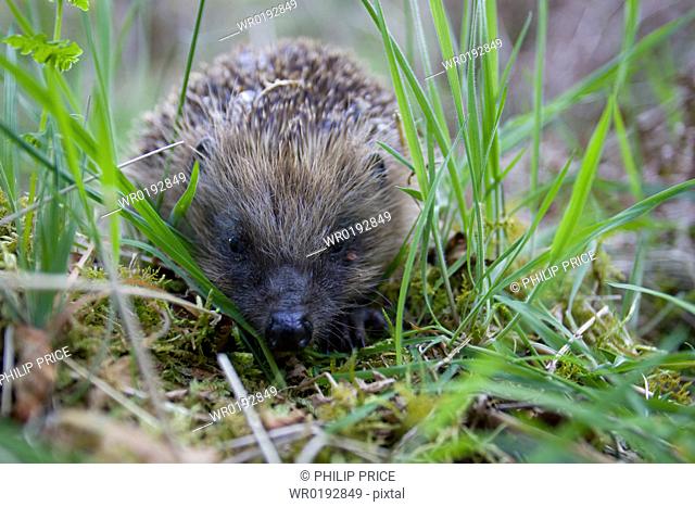 Hedgehog Erinaceus europaeus walking in grass Argyll, Scotland, UK