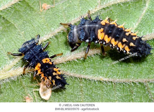multicoloured Asian beetle Harmonia axyridis, larvae