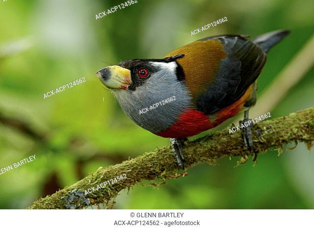 Toucan Barbet (Semnornis ramphastinus) perched on a branch in the Andes mountains of Colombia