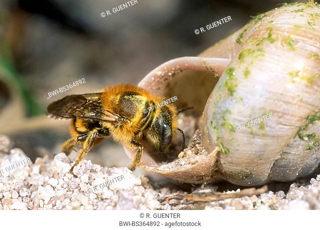 Gold-fringed Mason-bee (Osmia aurulenta), female at the nest in a snail shell, Germany