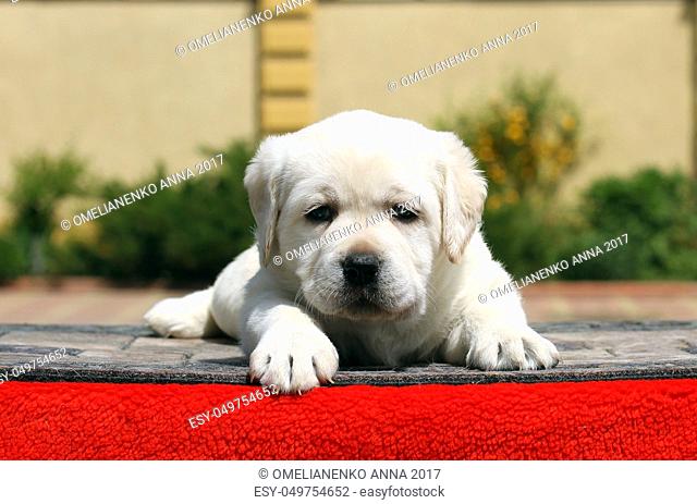 the little yellow labrador puppy sitting on red background