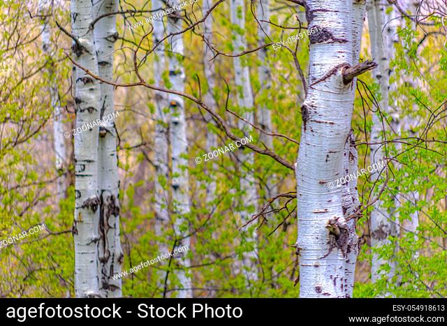 Quaking Aspen detail view of forest in Utah