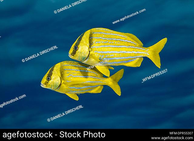 Shoal of Panamic Porkfish, Anisotremus taeniatus, Cabo Pulmo, Baja California Sur, Mexico