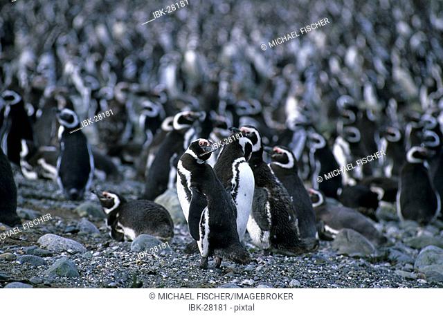 Magellanic penguins Sphenicus magellanicus on Isla Magdalena Patagonia Chile